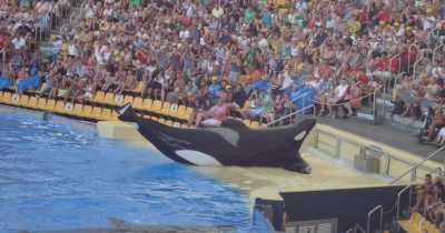 "I Don’t Want To Die!" Student Screamed As She Tried To Escape The Deadly Whales Who Drowned Her