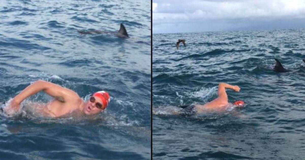 'Hero' Dolphins Save Swimmer By Scaring Off Deadly Shark About To Attack Him