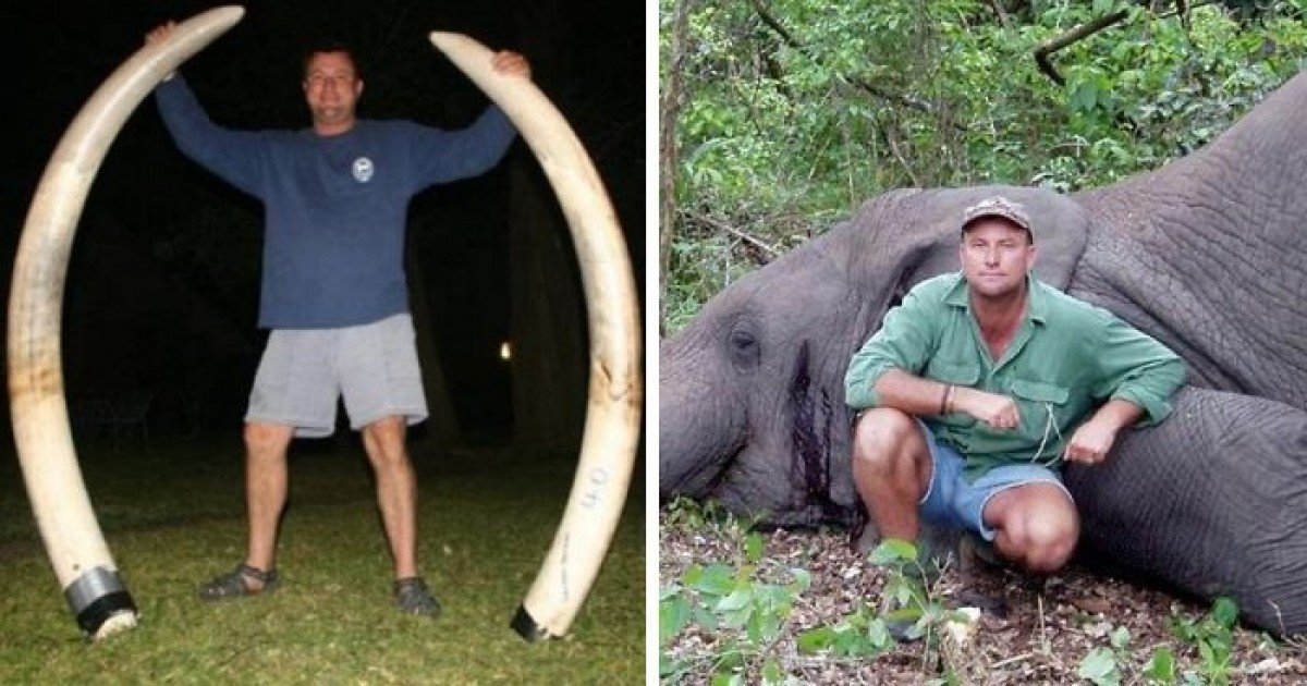Hunter Crushed To Death After Elephant He Shot Falls Over Him