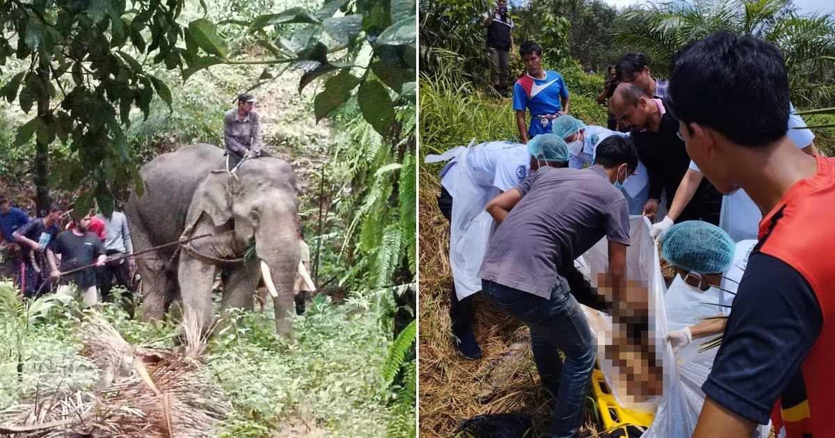 Elephant Rips Handler In Half With Tusks After Being Given Heavy Workload In Extreme Heat