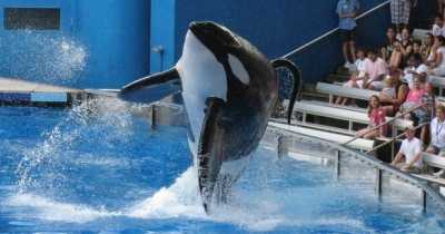 SeaWorld Trainer Screamed ‘Somebody Help Me’ As She Was Dragged Down By Two Massive 6,000lb Orcas