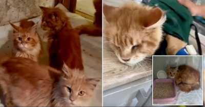 Dead Woman ‘Eaten By Her 20 Cats, Body Undiscovered For Weeks’