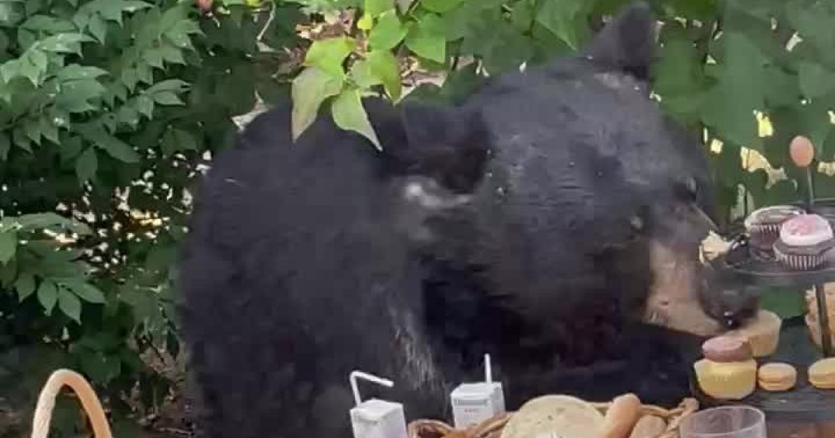 Bear Crashes 2-Year-Old's Birthday Party In Connecticut