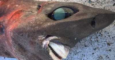 Bizarre Deep Sea Shark With Bulging Eyes And Protruding Teeth Shocks Fisherman