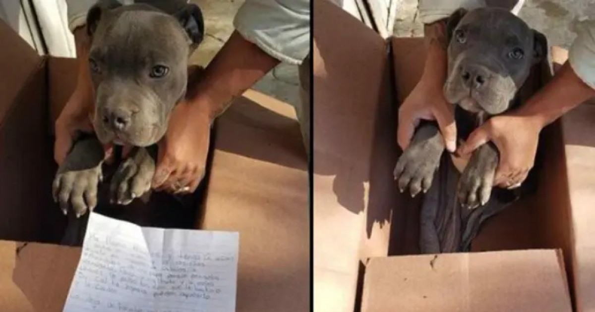 12-Year-Old Boy Abandons Puppy In A Box With A Heartbreaking Note