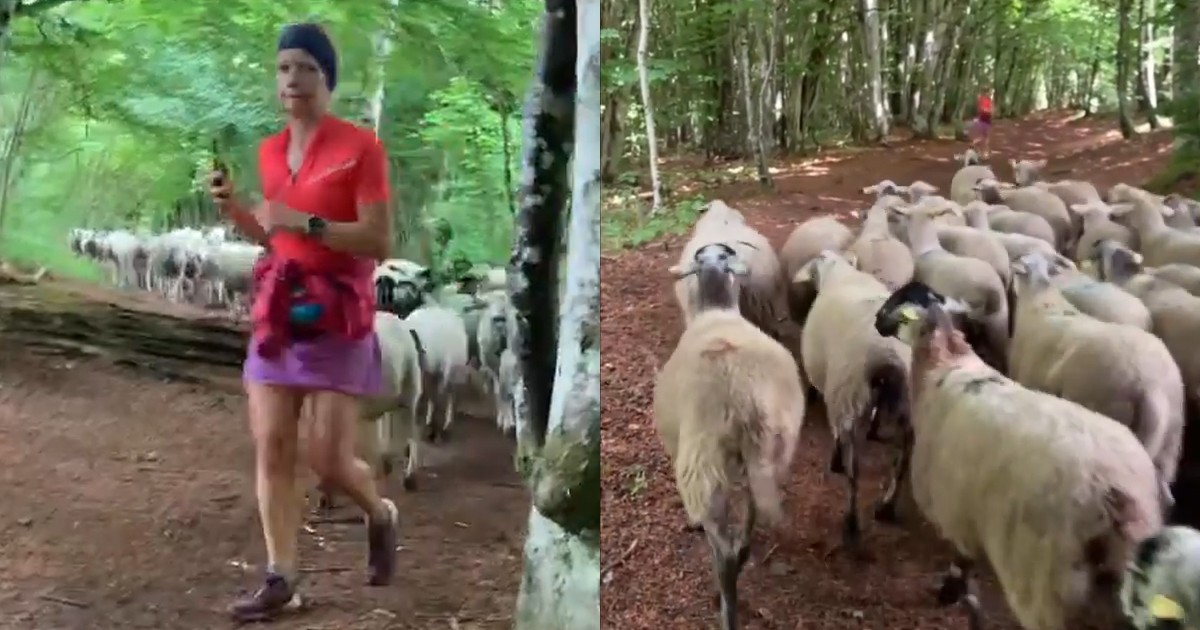 Jogger Left Shocked After Entire Flock Of 100 Sheep Start Following Her