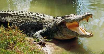 Man Stabs Crocodile That Clamped Its Jaws On Pal's Head In Horror Attack