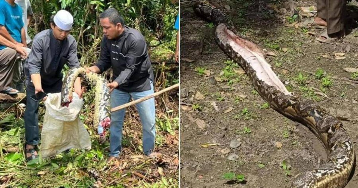 Body Of Missing Woman Found Intact Inside 22-Foot Python