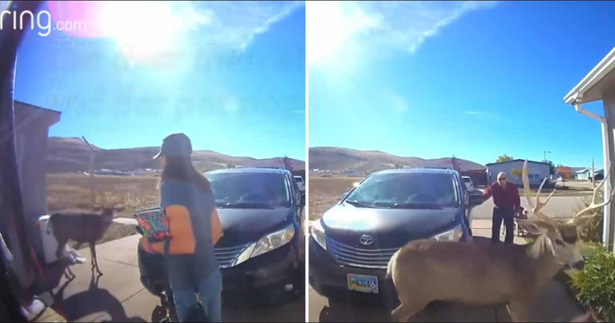 Woman Messes With A Sleeping Buck, Gets the Horns