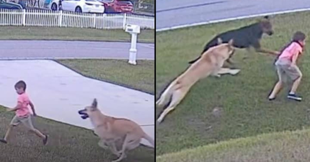 Hero German Shepherd Saves 6-Year-Old Boy From Attack By Neighbor’s Dog