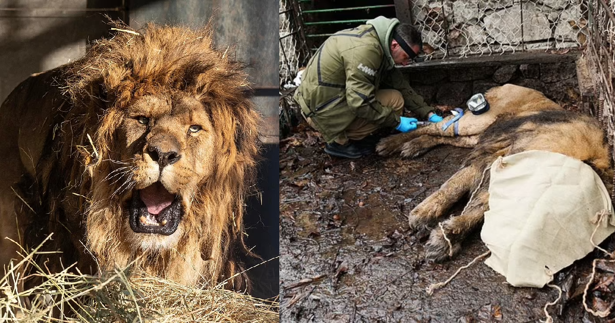 'World's Loneliest Lion' Loses Its Roar After Being Left Alone In An Abandoned Zoo For 5 Years