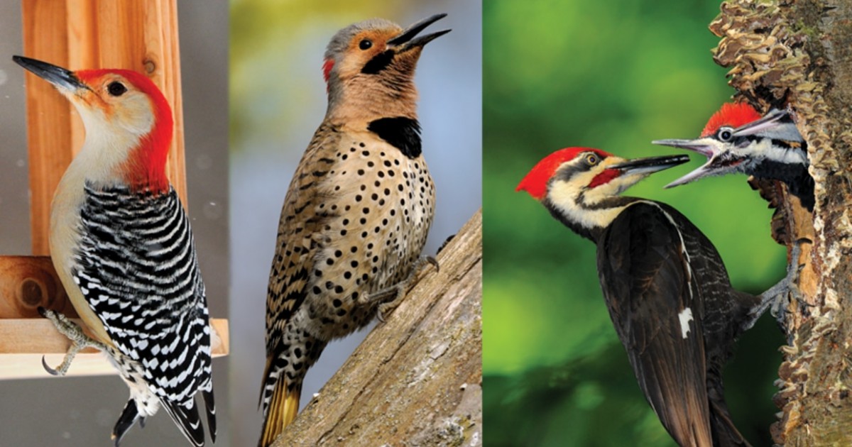 Why Woodpeckers Don't Get Headaches From Hammering
