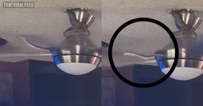 Heart-Stopping Moment Snake Emerges From Ceiling Fan — And Pounces