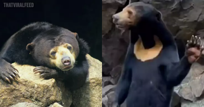 China Zoo Denies Allegations That Star Attraction Is A Man In A Sun Bear Costume