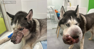Siberian Husky Saved After Loving Owner Leaves A Desperate Plea On TikTok