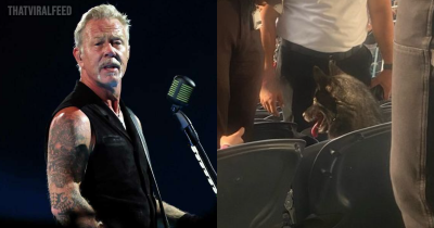 Dog Goes Missing From Home And Sneaks Into Metallica Concert