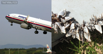 Scientists Figured Out What Might Have Happened To Flight MH370 By Analyzing Barnacle Shells