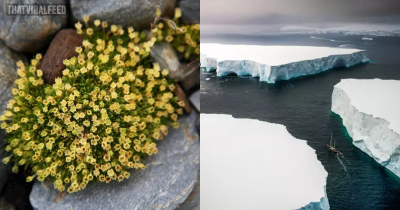 Flowers Are Starting To Spread In Antarctica And Experts Say That's Not Good News