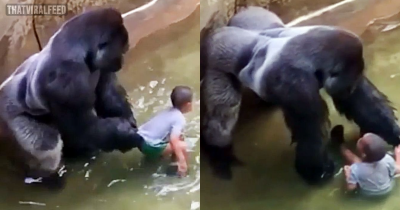 Family Of Boy Who Fell Into Harambe’s Enclosure Had To ‘Go Into Hiding’ After Backlash