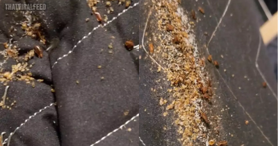 Disturbing Video Shows The Reality Of Having Bed Bugs