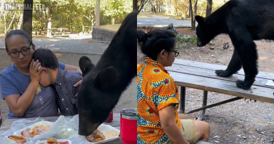Startling Moment Bear Jumps On Table And Gatecrashes Family’s Picnic