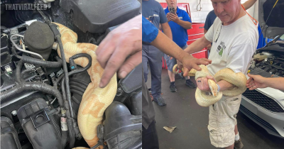 Eight-Foot-Long Boa Constrictor Pulled From Under Car Bonnet