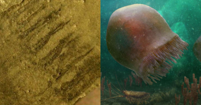 Scientists Found The Fossils Of 500-Million-Year-Old Jellyfish That May Be The Oldest Ever Found