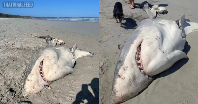 Beachgoers Horrified After Huge Half-Eaten Great White Shark Washes Up On Beach