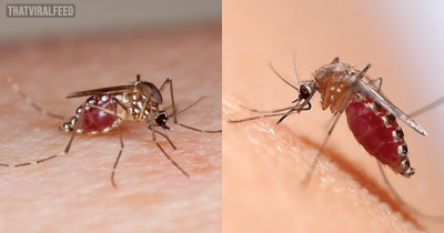 When A Mosquito Can’t Stop Drinking Blood, The Result Isn’t Pretty