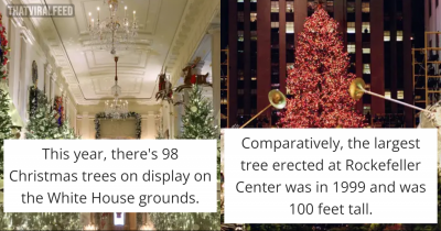 16 Facts About Christmas Trees That Make Them All The More Interesting