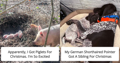 50 Christmas Posts That Are Beyond Wholesome