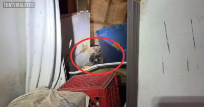Freezing Mom Dog And Her Puppies Saved At The Last Minute From An Abandoned House