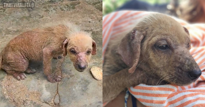 Frightened Abandoned Puppy Finds True Love And Turns Into A Sweet And Confident Girl