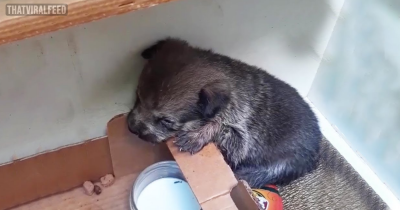 Sweet Puppy Abandoned In A Cardboard Box Couldn’t Stop Crying Until Her Rescuers Came