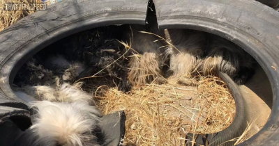 Adorable Little Dog Pack Who Was Hiding Inside Of Tire Finally Gets Noticed