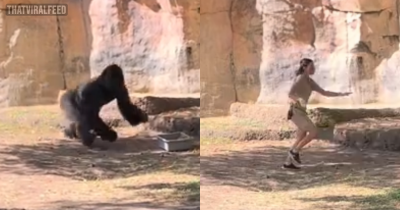 Frightening Footage Shows Moment Zookeeper Gets Accidentally Trapped Inside Enclosure With Gorilla
