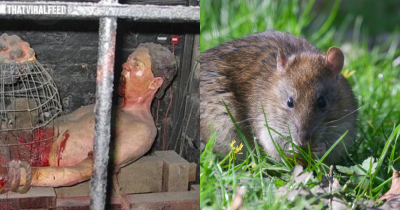 Rat Torture Method Is One Of Most Barbaric Used In History