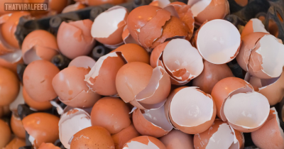 Don’t Toss Those Eggshells! Here’s Why You Should Keep Them