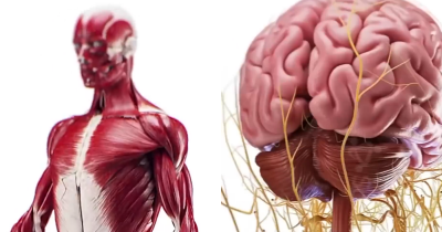 Eye-Opening Simulation Reveals What Really Happens To Your Body After Two Weeks Without Sugar