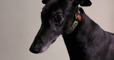 Australian Man Nearly Loses Arm After Developing Deadly Infection From Dog Bite