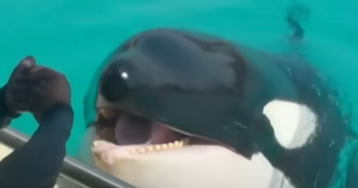 Scientists Reveal The Real Reason Behind Eerie Orca Recording That Sounded Like Human Speech