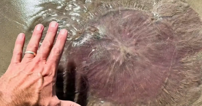 Expert Explains Strange Creature With 70-Foot Tentacles That Washed Up On US Beach