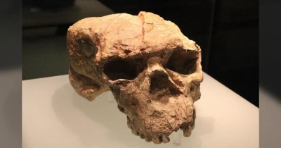 Million-Year-Old Skull Could Rewrite Timeline Of Human Evolution, Researchers Say