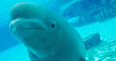 Marine Park Warns It May Euthanize 30 Beluga Whales Unless Government Steps In