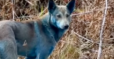 Truth Behind Mysterious Blue Dogs Spotted Near The Chernobyl Nuclear Disaster Site