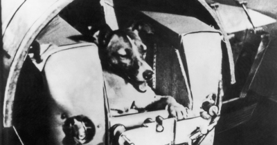 People Are Shocked To Learn The Truth About The First Dog Sent To Space, And The Real Story Is Heartbreaking
